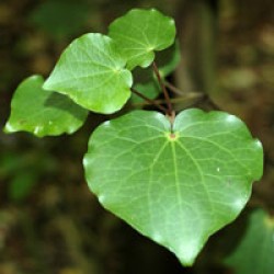 NZ Native Plant Tonics