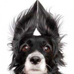 Natural Pet Support